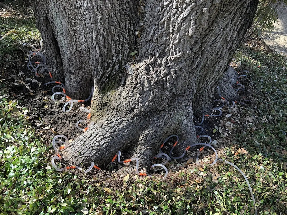 Detailed Shrub and Hedge Trimming job site in Darrouzett