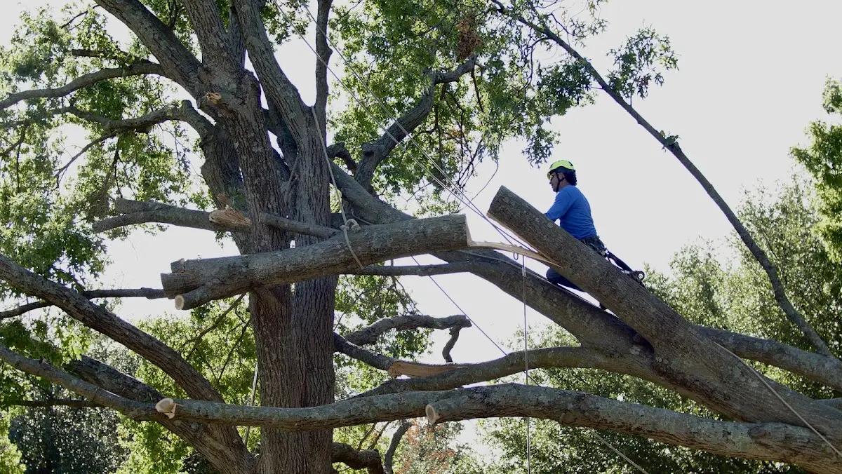 Professional Crown Thinning performed by certified arborists in Darrouzett