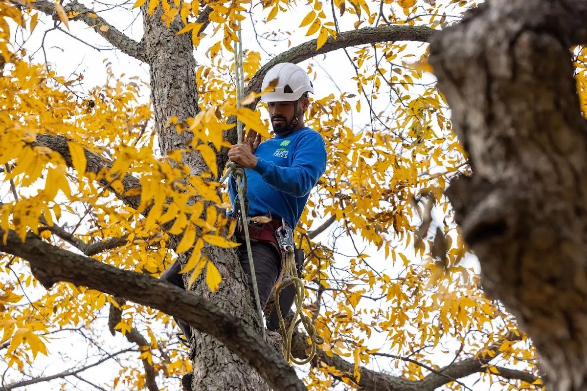 Skilled Tree Disease Treatment crew working in Darrouzett